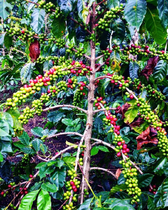 kopi adalah tanaman yang di unggul kan dalam meningkatkan perekonomian masyarakat